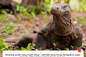 Komodo Adalah Kadal Terbesar Di Dunia
