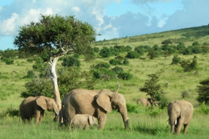 Fakta Unik Tentang Gajah Si Mamalia Terbesar Di Dunia