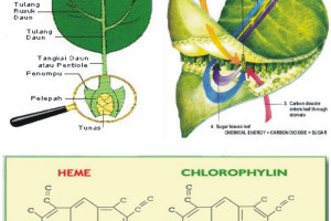 Apa Itu Klorofil