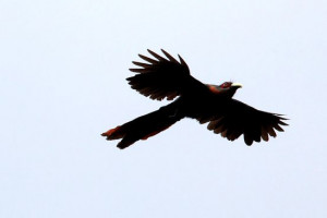 Dongeng Burung Raksasa