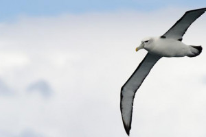 11++ Burung albatross terbaru