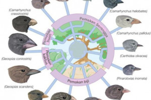 35++ Burung finch galapagos seleksi alam terbaru