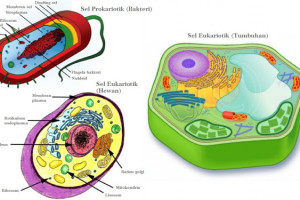 Perbedaan Sel Prokariotik Dan Eukariotik Perbedaan Sel