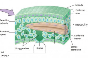 Jaringan Tumbuhan Epidermis Parenkim Penyokong