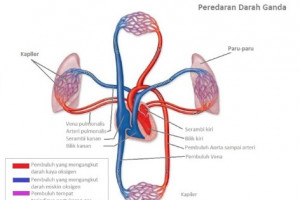 Mekanisme Peredaran Darah