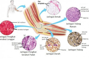 Jaringan Ikat pada Hewan