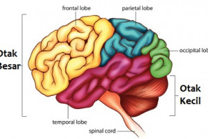 Perbedaan Otak Manusia Dan Otak Hewan