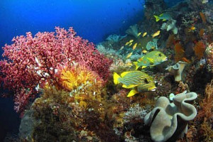 Macam Macam Ekosistem Air Laut