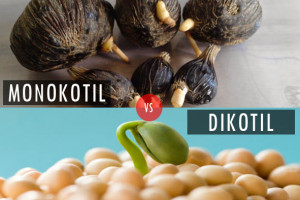 Perbedaan Monokotil Dan Dikotil Dalam Tabel Dan Gambar