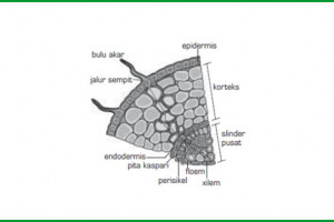 Mengenali Struktur Anatomi Akar Tumbuhan Dan Bagian Bagiannya