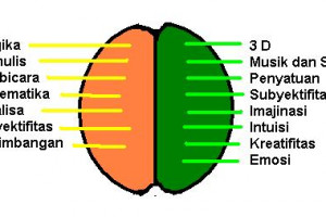 Perbedaan Dan Cara Berfikir Otak Kiri Dan Otak Kanan Lebih Unik Yang Mana Ya