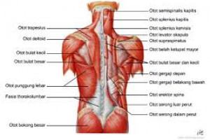 Pengertian Dan Fungsi Otot Pada Tubuh Manusia