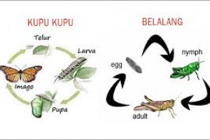 38++ Hewan yg mengalami metamorfosis sempurna update