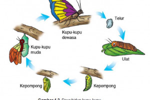 17+ Sebutkan beberapa contoh hewan yang mengalami metamorfosis sempurna dan tidak sempurna ideas