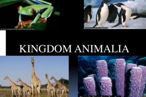 Materi Kingdom Animalia