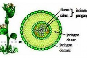 5 Jenis Jaringan Tumbuhan Beserta Fungsi Dan Gambarnya Lengkap