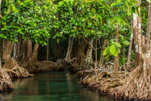 15 Fungsi Hutan Mangrove Beserta Pengertian Dan Gambarnya