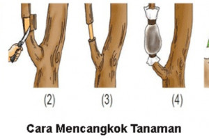 Cara Dan Proses Perkembangbiakan Tumbuhan Secara Vegetatif