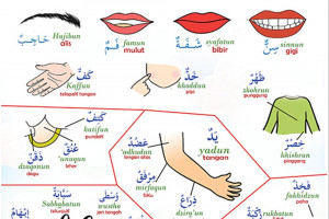 Kumpulan Kosa Kata Bahasa Arab Anggota Tubuh Dari Kata Kepala Sampai Kaki