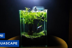 Membuat Aquascape Minimalis Begini Caranya