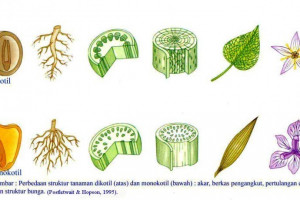 Ciri Ciri Tumbuhan Monokotil Dan Perbedaannya Dengan Dikotil