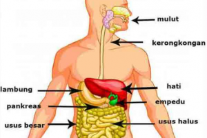 Gambar Organ Organ Penyusun Sistem Pencernaan Manusia