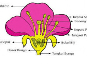  Terbaru  18 Gambar Bunga  Yang  Tidak Sempurna Gambar 