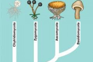 Klasifikasi Jamur Zygomycota Ascomycota Basidiomycota Dan Deuteromycota