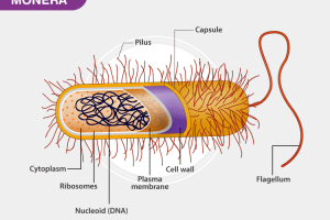 Pengertian Kingdom Monera : Ciri, Klasifikasi Jenis, Contoh dan ...