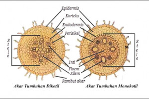 Struktur Akar Monokotil Dan Dikotil Beserta Perbedaannya