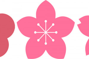 Perbedaan Bunga Sakura Bunga Plum Dan Bunga Persik