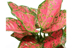 5 Cara Merawat Aglonema Lipstik