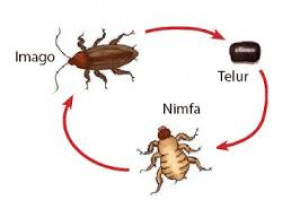 24+ Katak siklus hidup hewan metamorfosis sempurna new