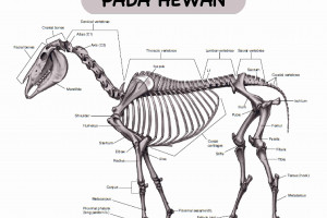 Sistem Gerak Pada Hewan