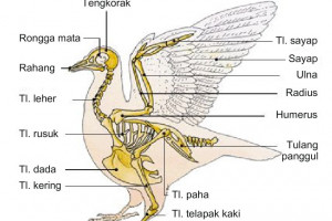 Apa Fungsi Organ  Gerak  Pada  Hewan  Guru Ilmu Sosial