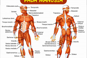 Sistem Gerak Pada Manusia Rangka Sendi Dan Otot