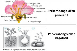 Pengertian Perkembangbiakan Vegetatif Dan Generatif Pada Tumbuhan