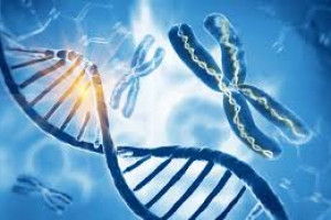 Apa Perbedaan Antara Kromosom Diploid Dengan Kromosom Haploid