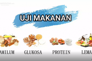 Uji Makanan Amilum Glukosa Protein dan Lemak 