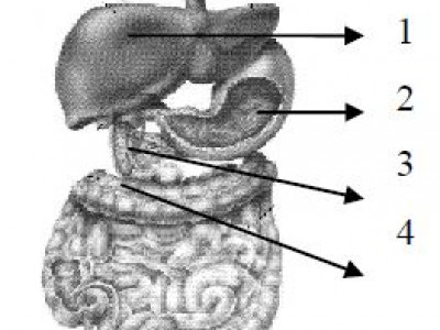Enzim Yang Berfungsi Mengubah Amilum Menjadi Glukosa Dihasilkan Oleh Organ Yang Ditunjukkan Nomor Utakatikotak Com