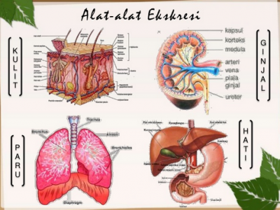 Setiap hari manusia mengeluarkan zat sisa. organ tubuh manusia yang berfungsi untuk mengeluarkan air