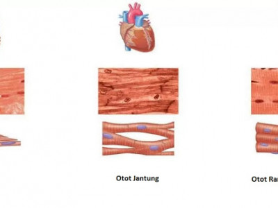 Jaringan Otot Otot Lurik Otot Polos Otot Jantung