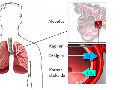 Pertukaran Gas O2 Dan Co2