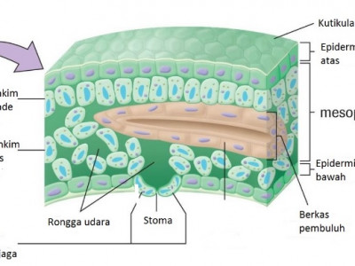 Jaringan Tumbuhan Epidermis Parenkim Penyokong Endodermis Pengangkut