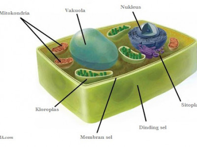 Bagian Bagian Sel Membran Sel Sitoplasma Dinding Sel Organel Sel