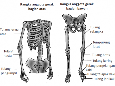 Berikut Tulang Anggota Gerak Atas Dan Bawah