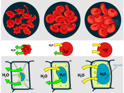 Soal Dan Pembahasan Tekanan Osmotik