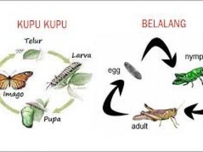 Ciri Ciri Metamorfosis Sempurna Dan Tidak Sempurna