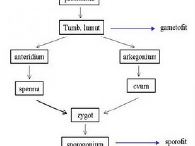 Daur Hidup Tumbuhan Lumut Bryophyta