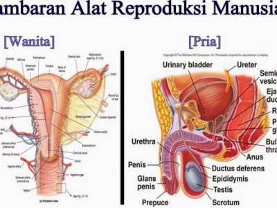 Alat Reproduksi Manusia Beserta Fungsinya